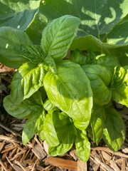 garden plants and beach pictures background photos