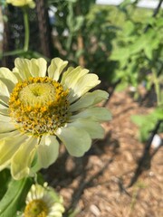 garden plants and beach pictures background photos