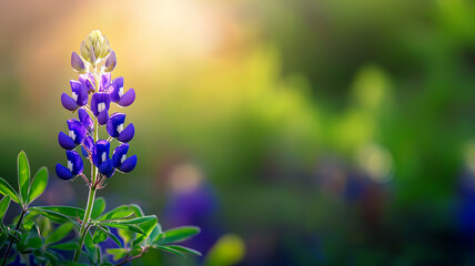 Obraz premium vibrant blue flower stands tall against soft, blurred background, illuminated by warm sunlight, evoking sense of tranquility
