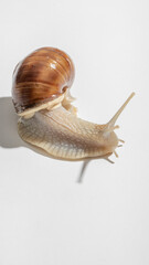 Graceful snail with a spiraled shell, embodying Slow Living Day's tranquility, echoes nature's quiet dance in gardens worldwide