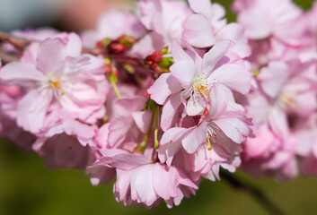 Close-up of a lush branch of pink blossoming sakura. The fast-fading beauty of spring