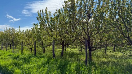 Verdant orchard whispers secrets of Arbor Day renewal, sunlight-dappled branches sway in sync with Gaia's verdurous symphony