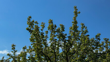Towering tree crowns against azure skies, whispering secrets of Arbor Day aficionados, nature's lofty symphony unfolds in verdant splendor