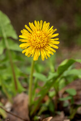Yellow dandelion flower blooming on a spring day in Iowa, close up photo. 