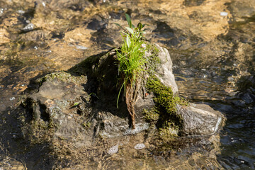A clump of green grass growing on a rock in the middle of a flowing stream. 