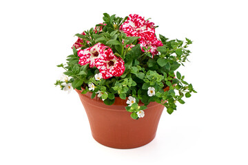 Potted Petunia and Bacopa Flowers, isolated on white background.