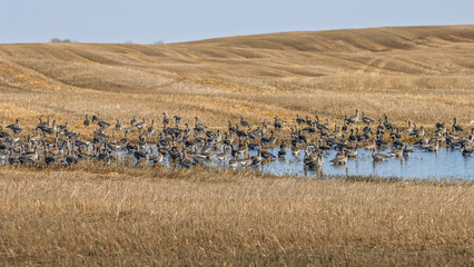 Greater white-fronted geese during spring migration