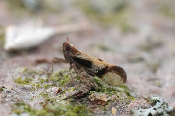 Closeup on the small colorful Cicada , Euides basilinea , a plant parasite on grass