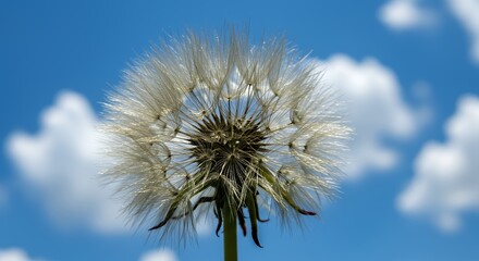 Obraz premium Dandelion Seed Head Against Blue Sky and White Clouds