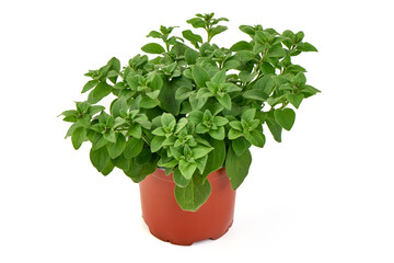 Naklejka premium Oregano, Origanum vulgare, in a flower pot, isolated on white background.