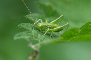 Closeup on a small nymph of the great green bush-cricket, Tettigonia viridissima on a green leaf