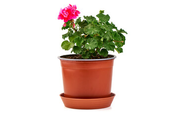 Pelargonium zonale (zonal geranium) blooming in a flower pot, isolated on white background.