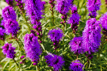 A bunch of purple flowers with green leaves. The flowers are in a field and are very pretty. Colors and shapes of nature concept. Summer bloom time.