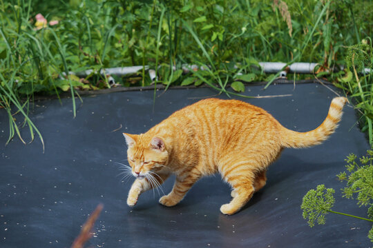 Ginger tabby cat walking on jumping trampoline which is standing in tall dense green grass.