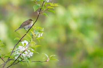 Willow warbler (Phylloscopus trochilus)