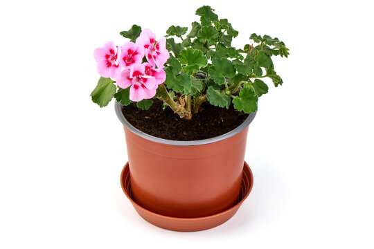 Pelargonium zonale (zonal geranium) blooming in a flower pot, isolated on white background.