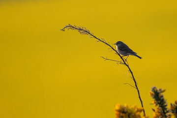 Willow warbler (Phylloscopus trochilus) in front of a rapeseed field at sunset. Beautiful spring bird portrait.