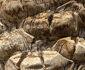 Detailed Texture of Palm Tree Bark. Closeup view of the textured patterned trunk of a tropical coconut palm tree. Close up of the tree trunk of a Date coconut Palm tree (Phoenix dactylifera)
