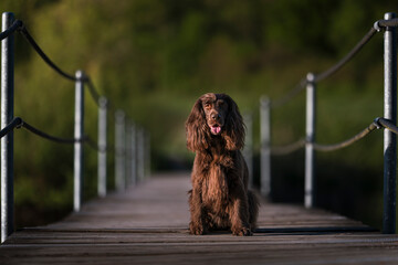 English Cocker Spaniel in a spring park