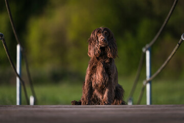 English Cocker Spaniel in a spring park