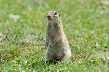 ground squirrel looking curiously. Spermophilus citellus
