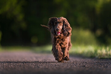 English Cocker Spaniel in a spring park