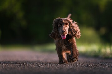 English Cocker Spaniel in a spring park