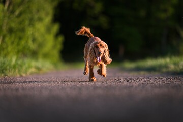 English Cocker Spaniel in a spring park