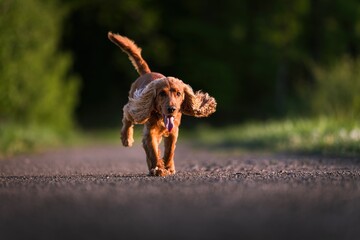 English Cocker Spaniel in a spring park