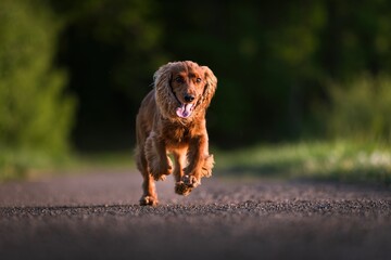 English Cocker Spaniel in a spring park