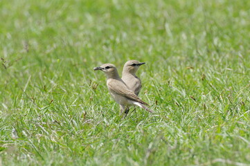Isabelline Wheatear Pair