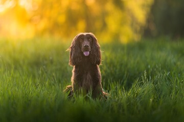 English Cocker Spaniel in a spring park