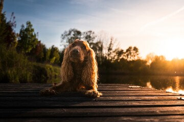 English Cocker Spaniel in a spring park