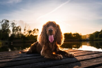 English Cocker Spaniel in a spring park