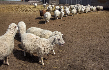 Flock of sheep of different colors in a rural farm pen, top view