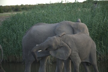 elephant in wild savanna , Animal of africa