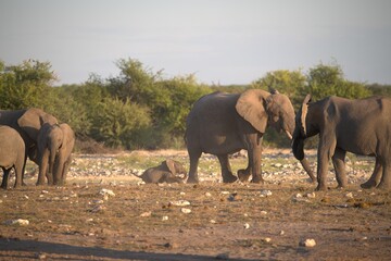 Fototapeta premium elephant in wild savanna , Animal of africa