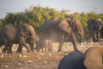 elephant in wild savanna , Animal of africa