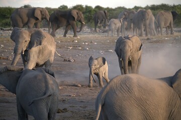 elephant in wild savanna , Animal of africa