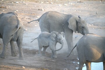 elephant in wild savanna , Animal of africa