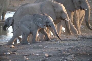 elephant in wild savanna , Animal of africa