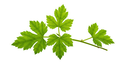 Fresh Green Leaf Isolated on Transparent Background