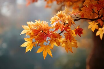 Autumn Maple Leaves in Soft Light