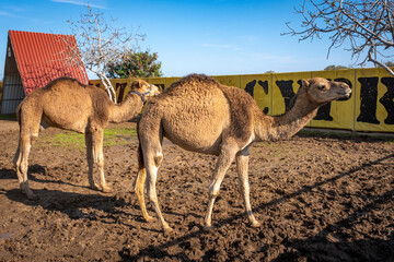 Reiten auf einem Dromedar in einem Park auf Zypern
