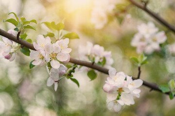 Obraz premium A photo of delicate pink and white apple blossoms on a softly blurred spring background with warm sun glare. Suitable for banner and poster design, website design, projects related to nature.