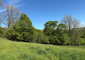 Green trees stand under a blue sky, with sunlight casting gentle shadows on the grassy meadow. A mix of full and sparse foliage creates a dynamic landscape with hints of springtime in, Thornton, UK