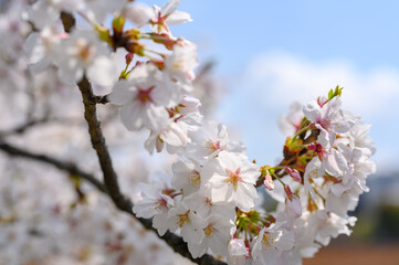 Beautiful cherry blossoms blooming in Ueno Park, Tokyo, Japan. clusters of sakura flowers in spring.