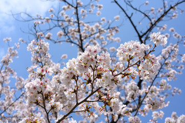 Cherry blossoms are in full bloom against the blue sky in Tokyo, Japan. Beautiful clusters of sakura flowers.