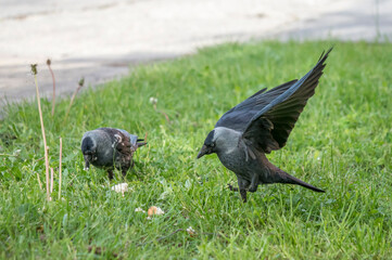 Common Jackdaw, (Corvus monedula), a bird with spread wings in its natural habitat