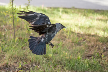 Obraz premium Common Jackdaw, (Corvus monedula), a bird with spread wings in its natural habitat